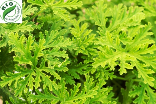 Image de Géranium